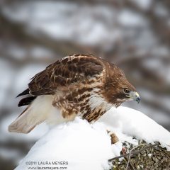 Red-tailed Hawk in snow