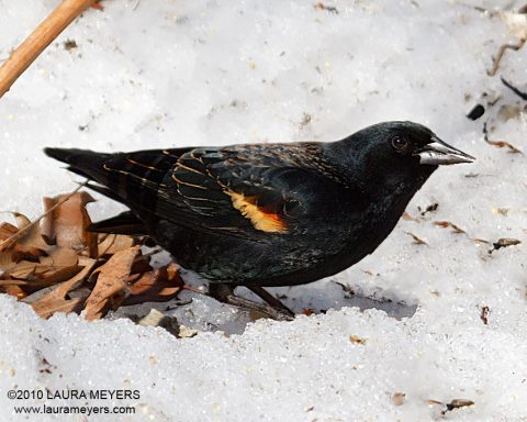 Red-winged Blackbird immature