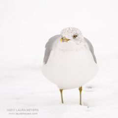 Ringed-bill Gull in snow