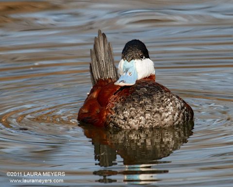 Ruddy Duck