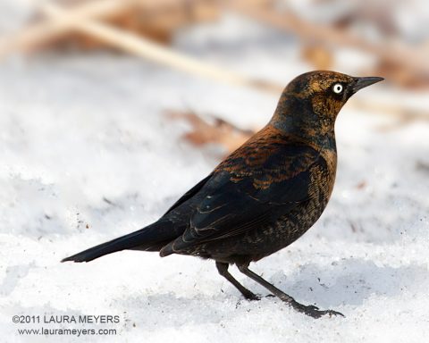 Rusty Blackbird
