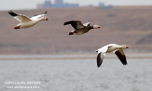 Snow Geese in flight