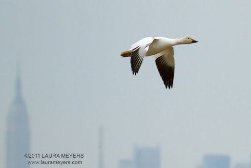 Snow Goose in flight