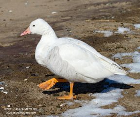Snow Goose