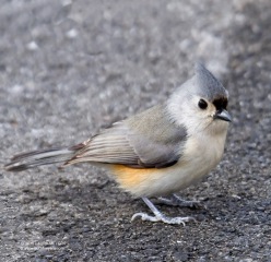 Tufted-Titmouse