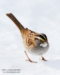 White-throated Sparrow