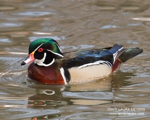 Wood Duck male