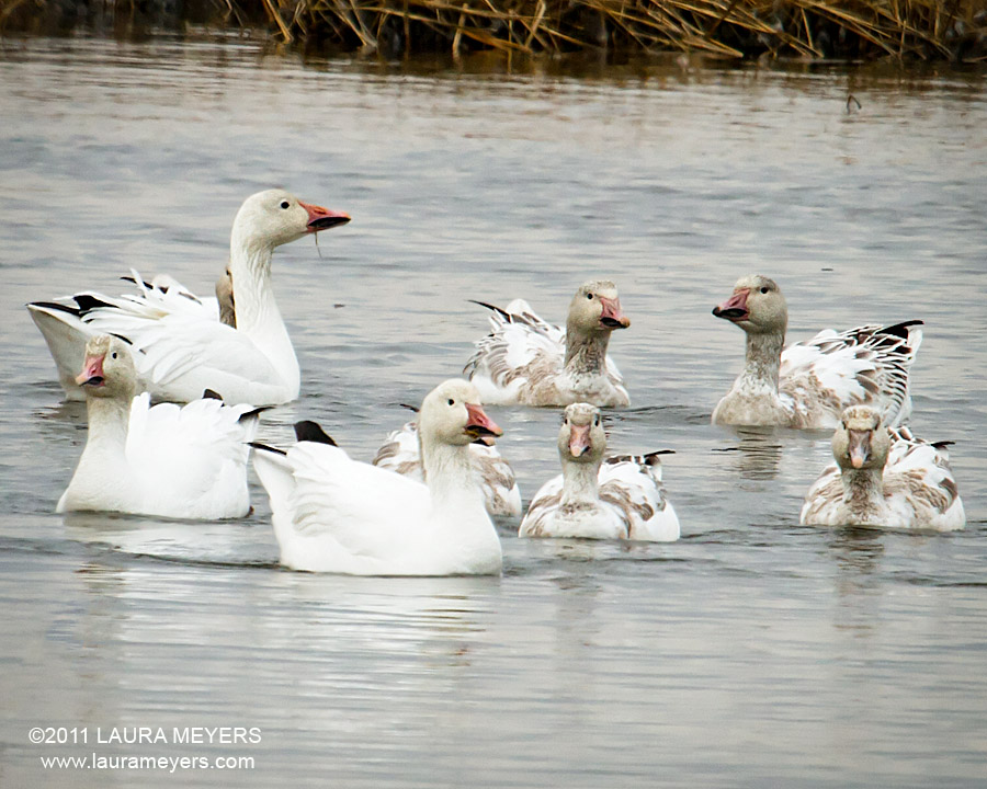 Snow Goose Family