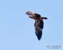 Bald Eagle in flight