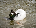 Common Goldeneye male display