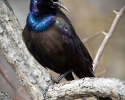 Common Grackle