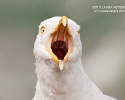 Herring Gull