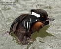 Hooded Merganser Male