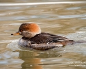Hooded Merganser female