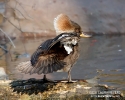 Hooded Merganser female
