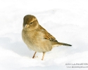 House Sparrow in snow