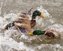 Mallard Ducks fighting