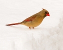 Northern Cardinal female in snow