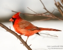 Northern Cardinal