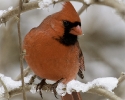 Northern Cardinal Male