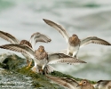 Purple Sandpipers