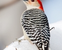 Red-bellied Woodpecker