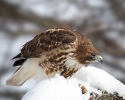 Red-tailed Hawk in snow