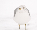 Ringed-bill Gull in snow