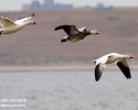 Snow Geese in flight