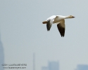 Snow Goose in flight