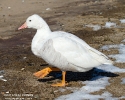 Snow Goose