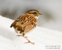 Song Sparrow