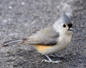 Tufted-Titmouse