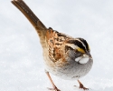 White-throated Sparrow