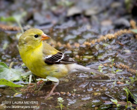 American Goldfinch female