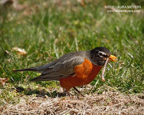 American Robin with worm