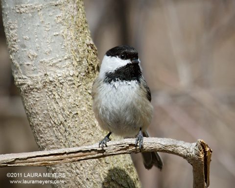 Black-capped Chickadee