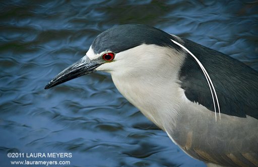 Black-crowned Night-heron