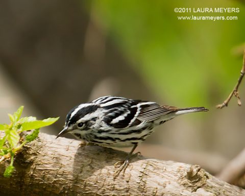 Black-and-white Warbler
