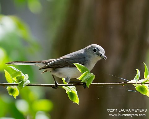 Blue-gray Gnatcatcher