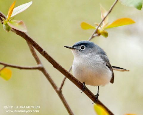 Blue-gray Gnatcatcher