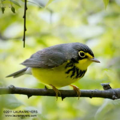 Canada Warbler