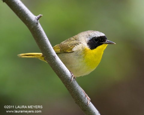Common Yellowthroat Warbler