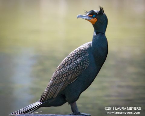Double-crested Cormorant
