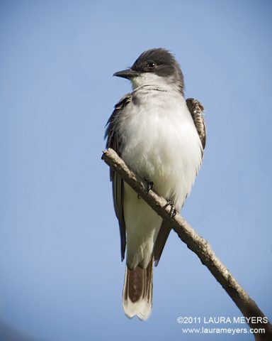 Eastern Kingbird