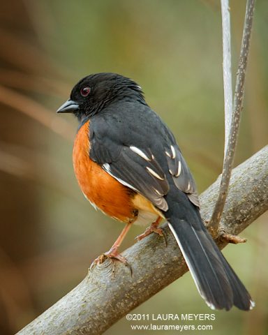 Eastern Towhee