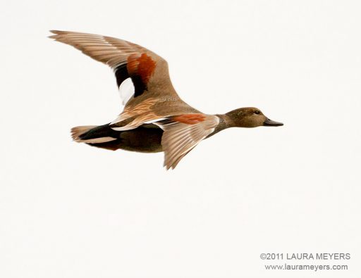 Gadwall in flight