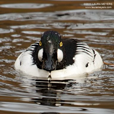Common Goldeneye