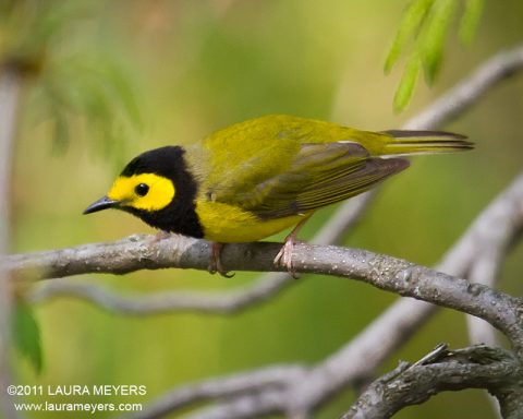 Hooded Warbler