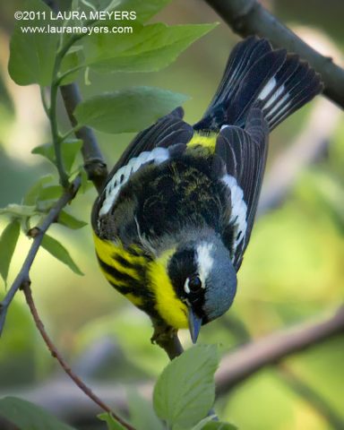Magnolia Warbler